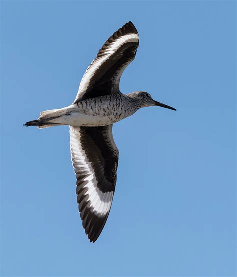 Willet Flyover Photograph By Loree Johnson Pixels