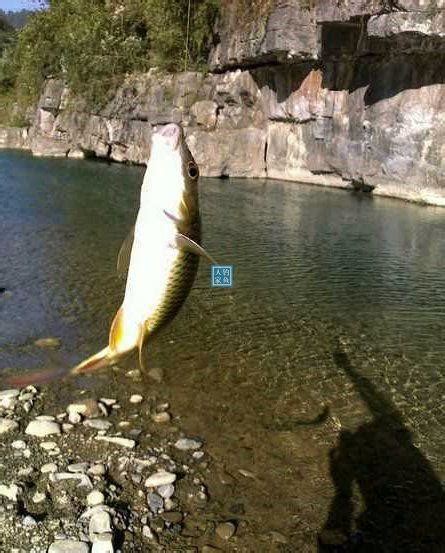 泰山溪流，探釣高山冷水苦花魚，還收穫極品的野生「泰山赤鱗魚」 每日頭條