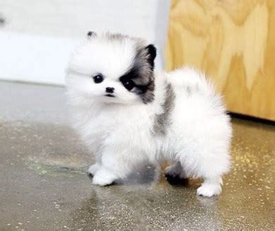 White Teacup Pomeranian Puppies for Sale | Teacup Pomeranian