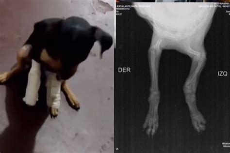 Pinscher Di Pochi Mesi Lanciata Da Un Balcone Una Storia Orribile