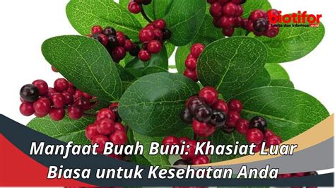 Manfaat Buah Buni Khasiat Luar Biasa Untuk Kesehatan Anda Biotifor