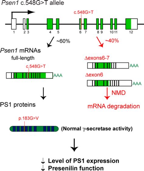 A Schematic Model For The Effect Of The Psen C G T Mutation On