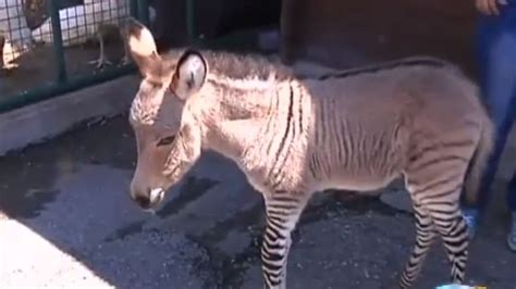 Rare Zonkey Born in Italy