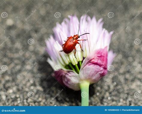 Controlling Lily Leaf Beetle Stock Image Image Of Exterminator Insecticides 105080433