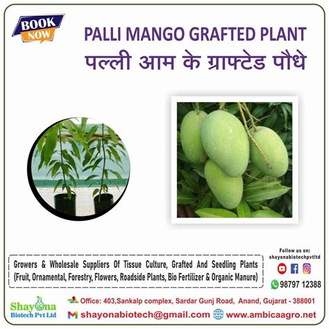 PALLI MANGO GRAFTED PLANT For Farming And Gardning At Rs 1000 Plant In