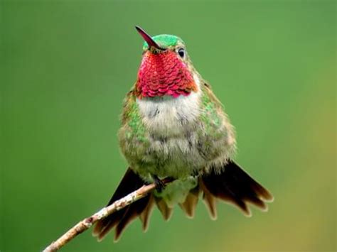 Broad-tailed Hummingbird | Celebrate Urban Birds