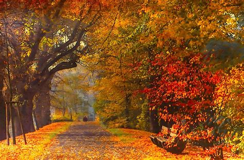 Autumn Landscape with Trees and Fallen Leaves