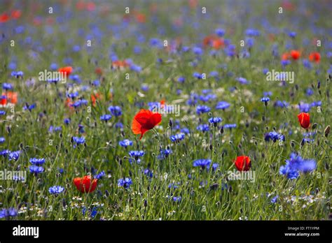 Poppies and cornflowers hi-res stock photography and images - Alamy