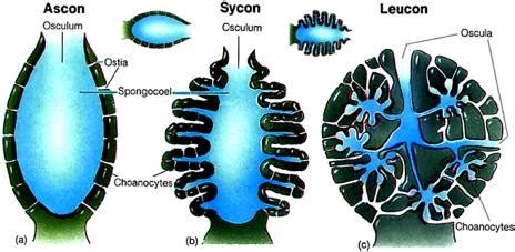 Phylum Porifera - Ralph Page's Animal Encyclopedia