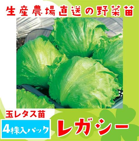 【てしまの苗】レタス苗 レガシー 4株入りパック 葉菜苗 【人気】 てしまの野菜苗葉菜類の苗レタス てしまの苗屋 本店