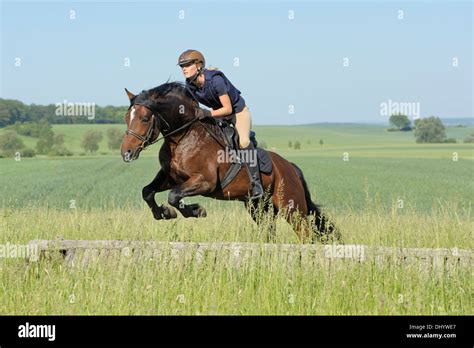 Connemara pony jumping hi-res stock photography and images - Alamy