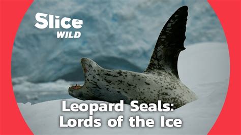 The Apex Predators of the Antarctic Coast | SLICE WILD - YouTube