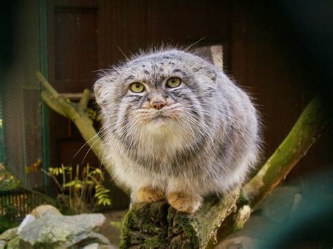 The Manul is a wild cat with round pupils, which gives their faces a ...