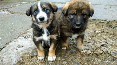 The guards caring for Chernobyl's abandoned dogs - BBC Future