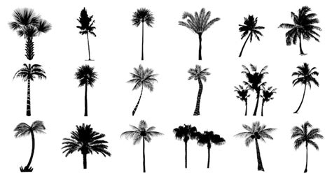 Premium Vector Set Of Palm Trees Silhouettes Isolated Vector On White