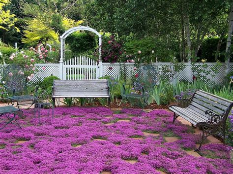 Creeping Thyme Ground Cover, 1000 Seeds, Fragrant Herb, Pink Blooms ...