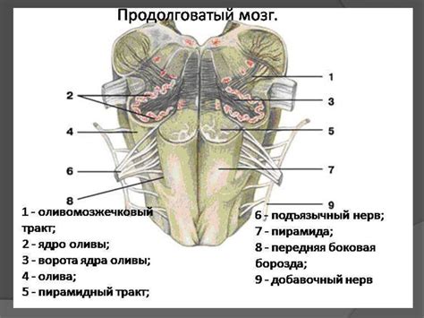 Отделы головного мозга - презентация онлайн