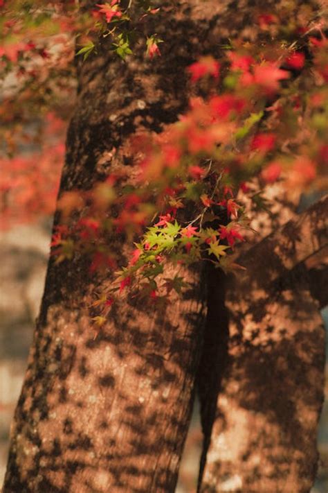 Deciduous Tree in Autumn · Free Stock Photo