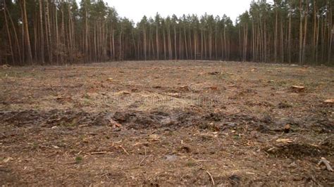 Deforestation Naked Piece Of Land In The Forest After Cutting Down