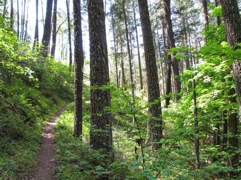 Hiking Sasquatch Country 12 Enchanted Forest Trail