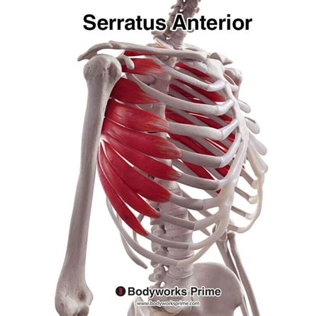 Serratus Posterior Origin And Insertion