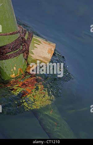 Close Up Of Temporary Bamboo Bridge Noa Dehing River Namdapha