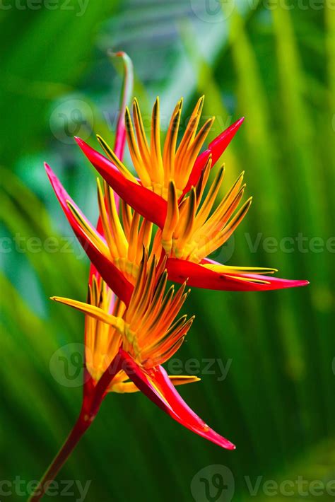 Bird of paradise flower 1407527 Stock Photo at Vecteezy