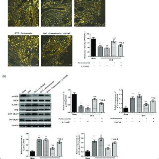 Effects Of Formononetin On P Enos Expression In The Venous Endothelial