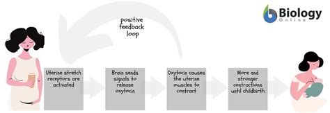 Oxytocin Feedback Loop Diagram