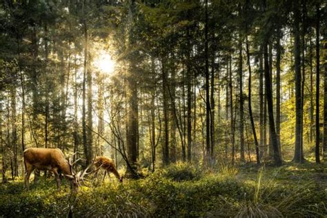 BOSQUE TEMPLADO características flora y fauna Resumen