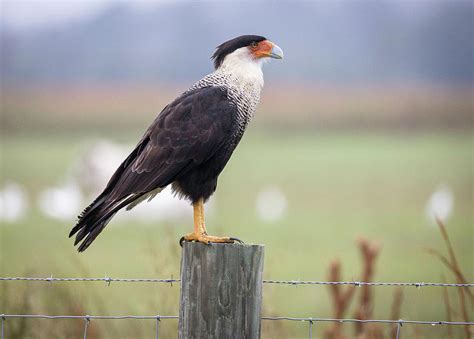 Crested CaraCara Photograph By Fran Gallogly Fine Art America