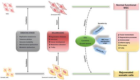 Biology Free Full Text Aging And Mesenchymal Stem Cells Basic