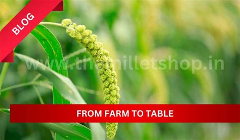 From Farm To Table The Journey Of Millets In Modern Lifestyle Trends