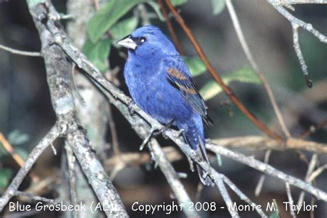 Blue Grosbeak