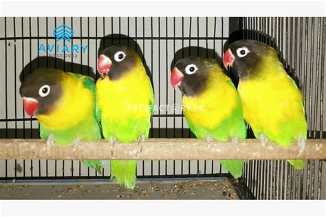 Yellow Raw Parrot Price In Pakistan