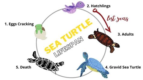 Sea Turtle Lifespan How Long Do Sea Turtles Live The Turtle Hub