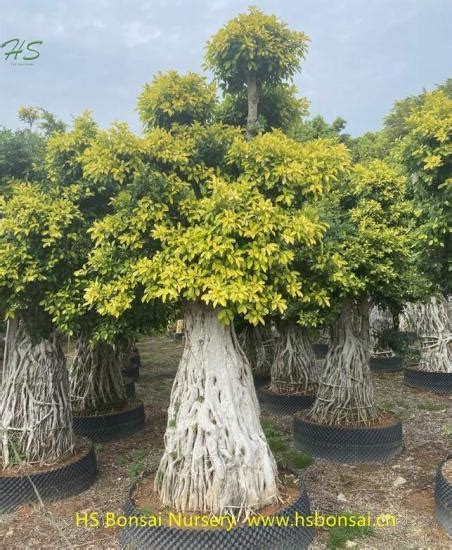 Golden Leaves Ficus Multi Root Bonsai Tree Supplier Manufacturer