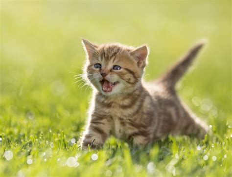 Different Cat Sounds And What They Mean - Ultimate Pet Nutrition