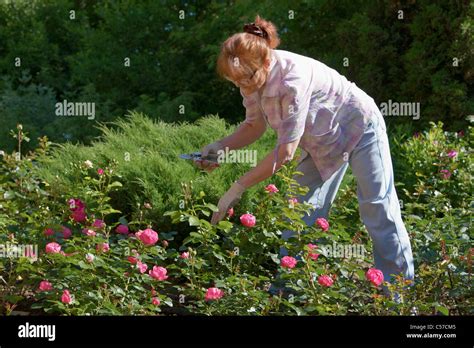 Mature Woman Pruning Rose Bush Hi Res Stock Photography And Images Alamy