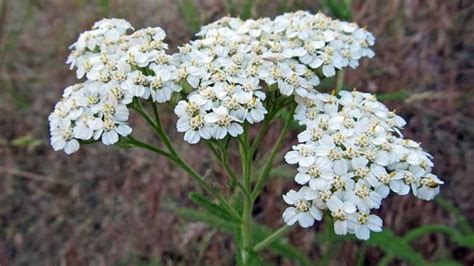 Cómo Cultivar Milenrama En Huerto O Macetas Agromática