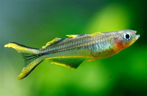 Forktail Rainbowfish Care Tank Setup And Breeding Tips