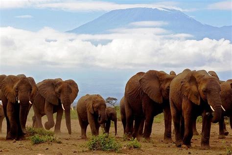 Tripadvisor Ganztagestour Zum Amboseli Nationalpark Zur Verf Gung