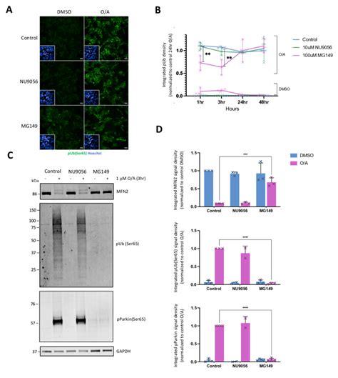 Kat Inhibition Reduces Pink Parkin Dependent Mitophagy Initiation A