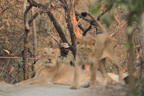 Things You Need To Know About Asiatic Lions Nature Infocus