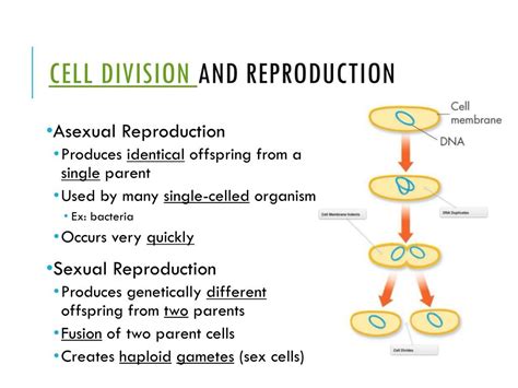 Ppt Cell Reproduction Powerpoint Presentation Free Download Id 2348725