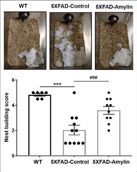 Oral amylin treatment improves cognitive and social function in a mouse ...