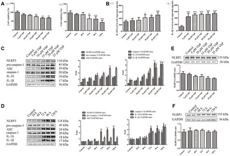 Electrical Stimulation Inhibits Val Boropro Induced Pyroptosis In Thp 1 Macrophages Via Sirtuin3