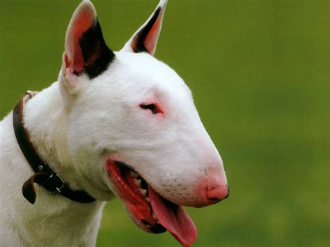 Bull Terrier Carattere Conoscere Il Suo Carattere E Le Sue Abitudini