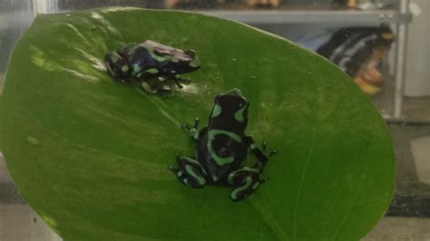 Green and Black Poison Dart Frog - Honolulu Zoo Society