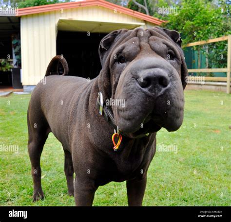 BLACK SHAR PEI Stock Photo - Alamy